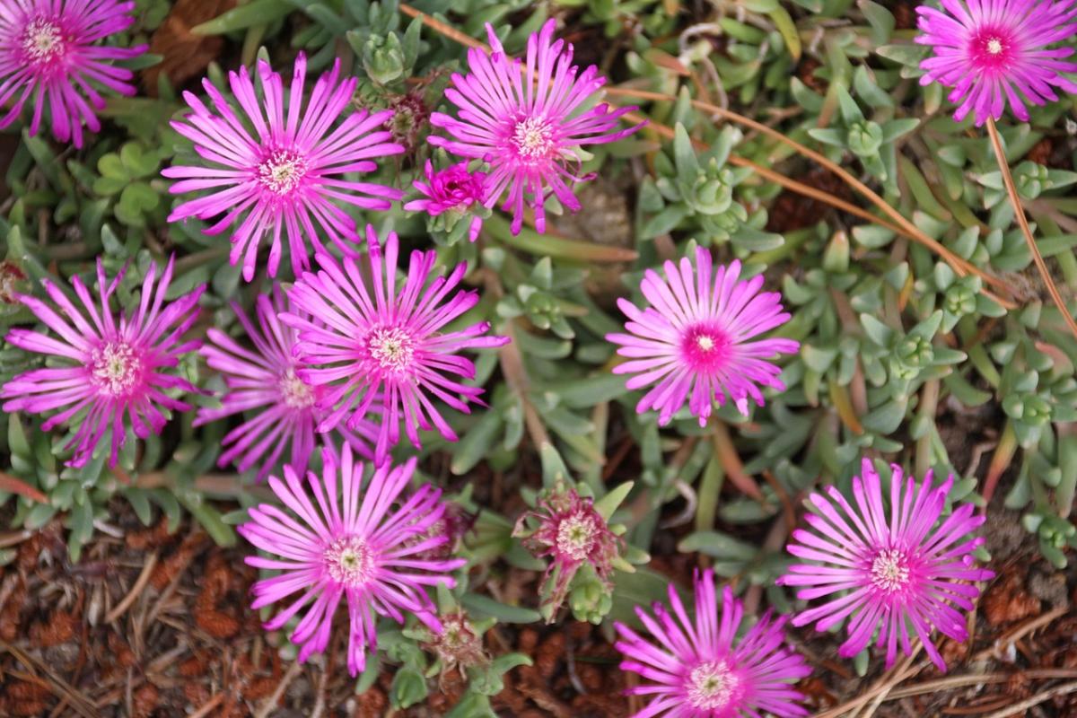 Mezara hangi çiçekler dikilir / fotoğraf pexels.com