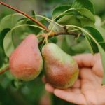 Büyük bir hasat elde etmek için bir armut nasıl düzgün şekilde budanır: bahçıvanlardan tavsiye Büyük bir hasat elde etmek için bir armut nasıl düzgün