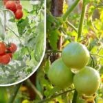 İki yüz gram ve olgunlaştılar: Bahçıvan kimyasallar olmadan eski moda yöntemini paylaştı İki yüz gram ve olgunlaştılar: Bahçıvan kimyasallar olmadan eski moda